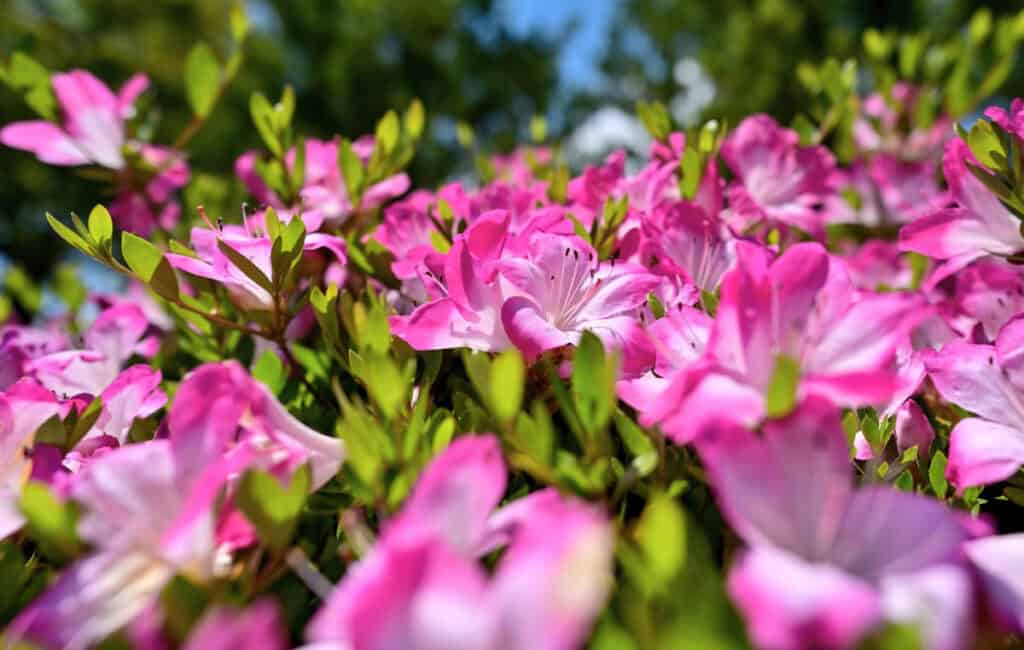 Pink azalea in bloom
